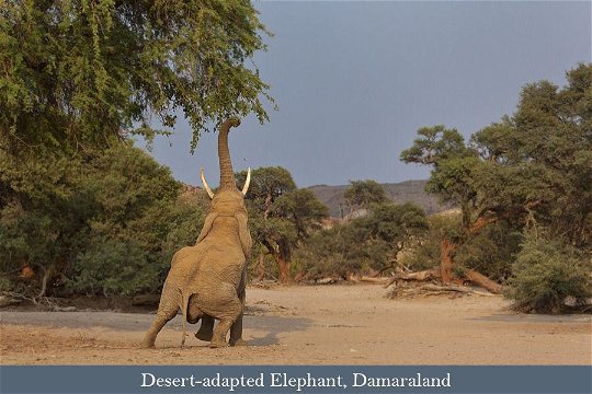Desert-adapted Elephant in Damaraland