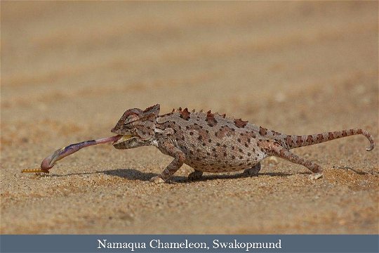 Namaqua Chameleon seen on a Living Desert Tour