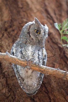 African Scops Owl at Satara