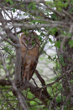 Barn Owl roosting in a tree. 