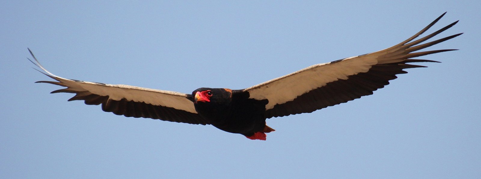 Birding Kruger Park: Bateleur in flight