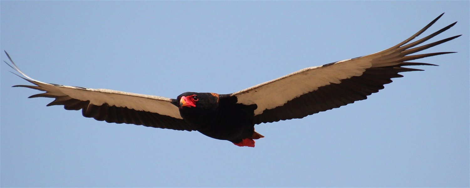 Birding Kruger Park: Bateleur in flight