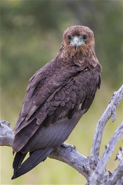 Juvenile Bateleur - it takes up to 8 years to gain the full adult plumage. 