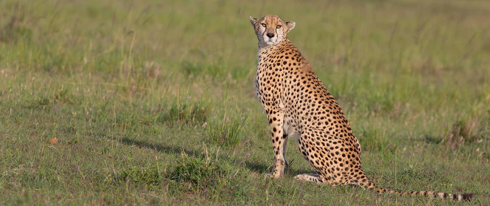 African Wildlife Safari Vacations