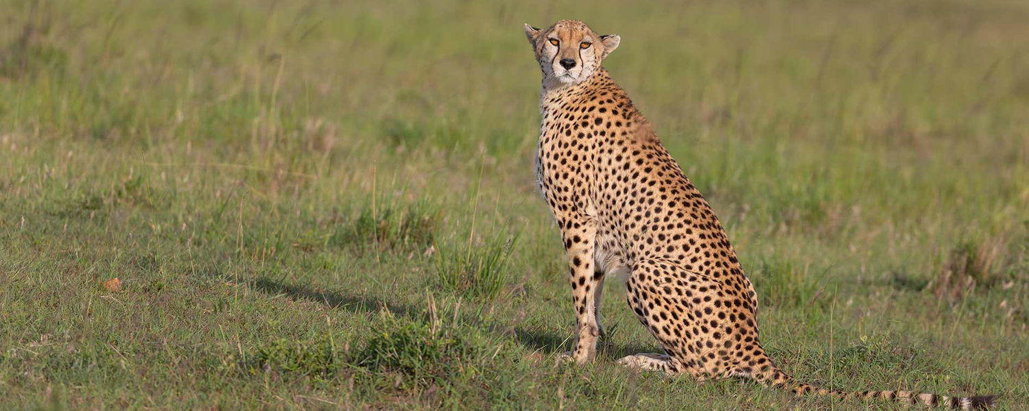 African Wildlife Safari Vacations