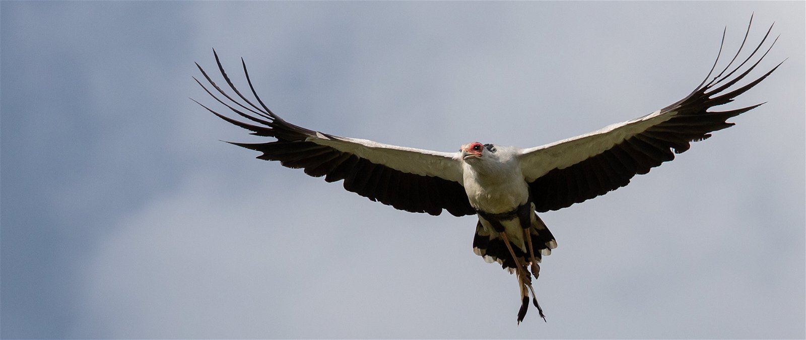 Secretarybird seen on a Birds of Kenya safari.