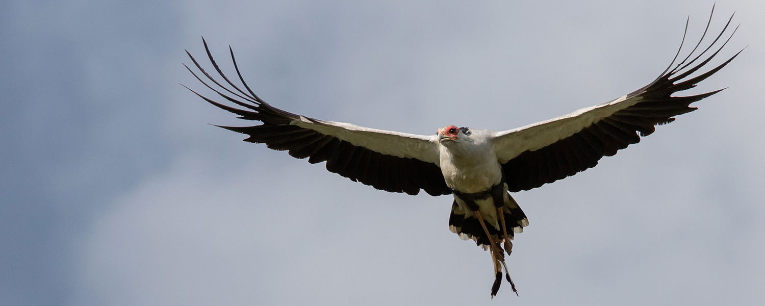 Secretarybird seen on a Birds of Kenya safari.