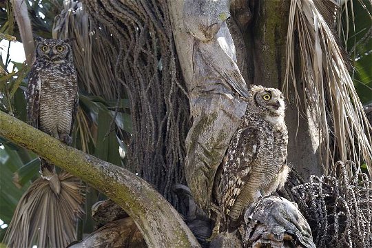 Spotted Eagle Owls in the Lawson's office garden