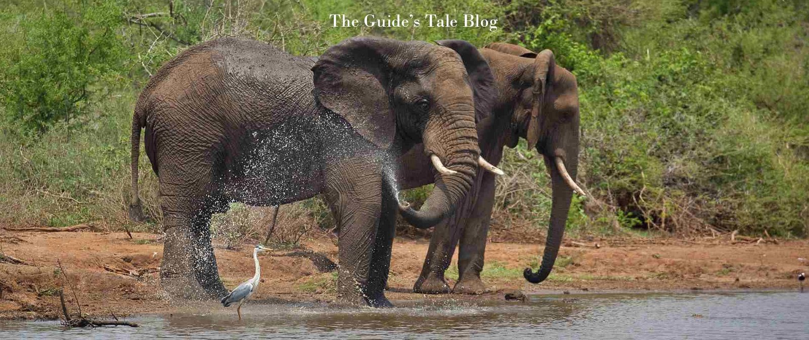 African Safari tour stories, snippets and tips