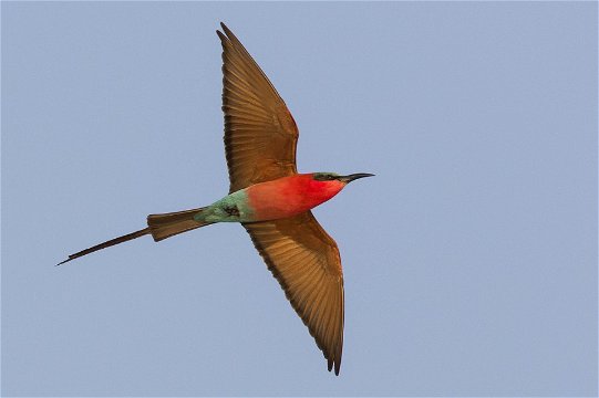 Southern Carmine Bee-eater, Namibia. 
