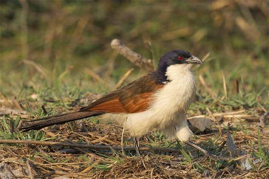 Coppery-tailed Coucal, Namibia. 