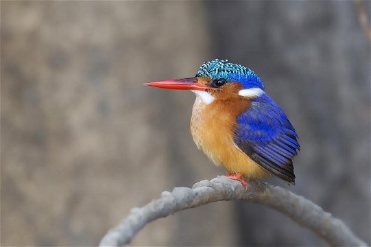Malachite Kingfisher, Zimbabwe. 