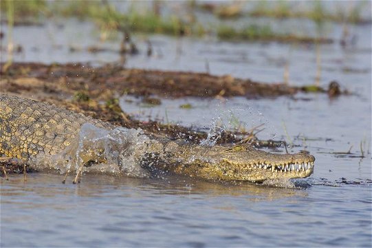 Nile Crocodile, Okavango River. 