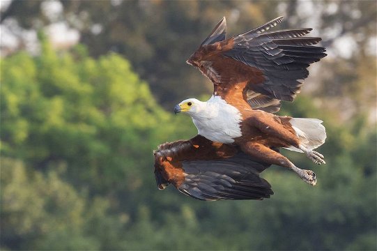 African Fish Eagle swoops in to take a fish, Okavango River. 