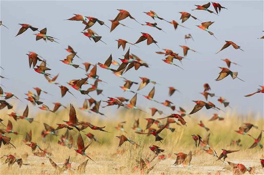 Southern Carmine Bee-eaters, Zambezi River, Namibia. 