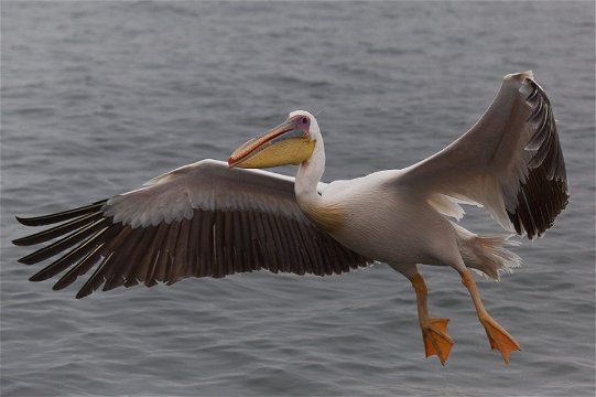 Great White Pelican, Walvis Bay, Namibia. 