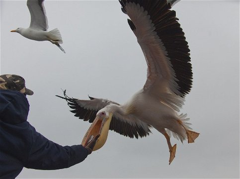Pelican accepting a treat from the crew. 