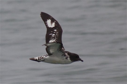 Cape Petrel in the open sea just out of Walvis Bay. 