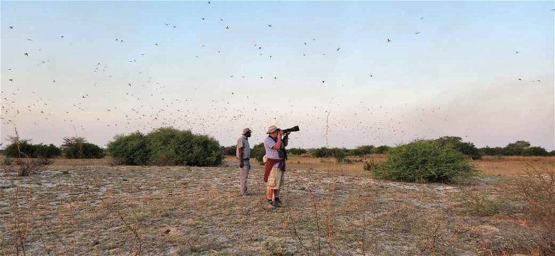 Visiting the Southern Carmine Bee-eater colony, Namibia. 