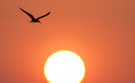 African Skimmer at sunset. 