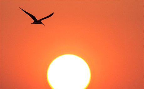 African Skimmer at sunset. 