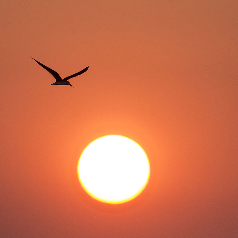 African Skimmer at sunset. 