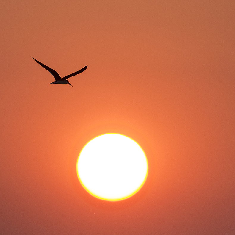 African Skimmer at sunset. 