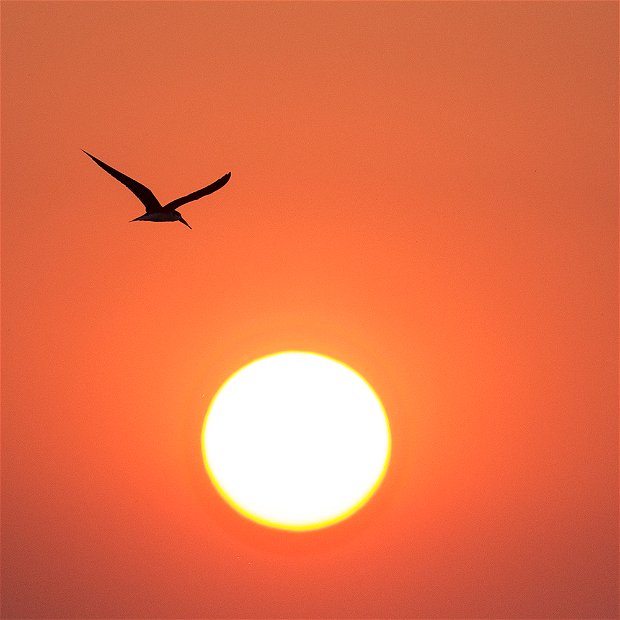 African Skimmer at sunset. 