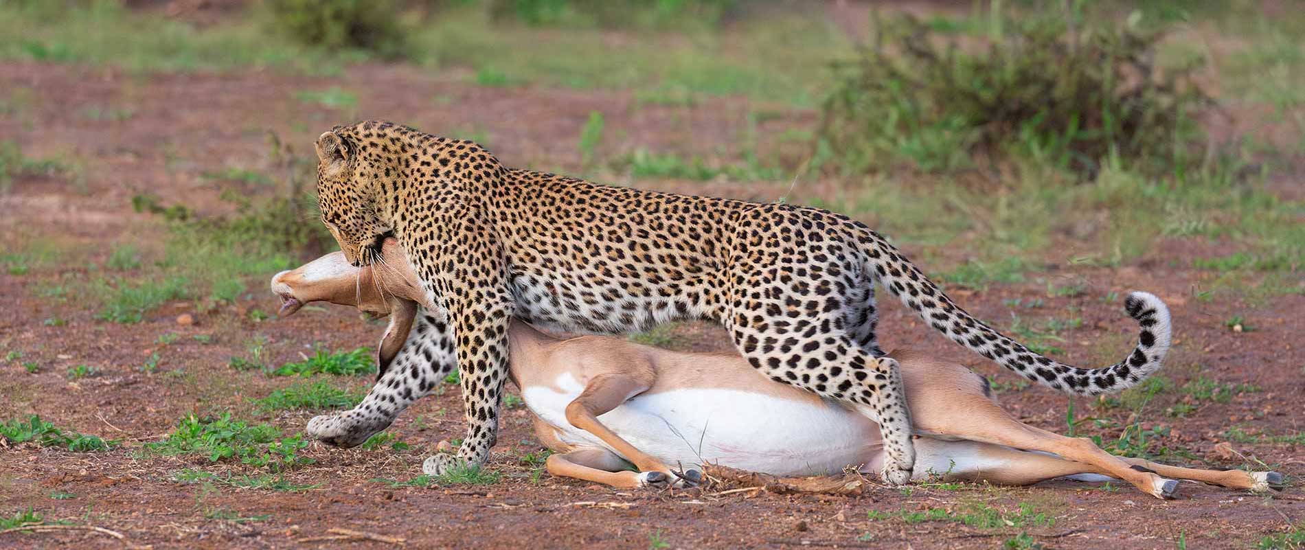 Botswana Mobile Safari