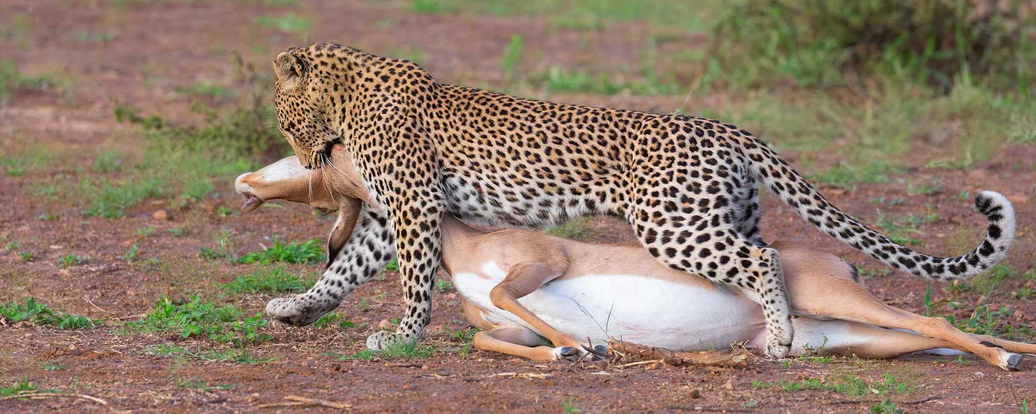 Botswana Mobile Safari