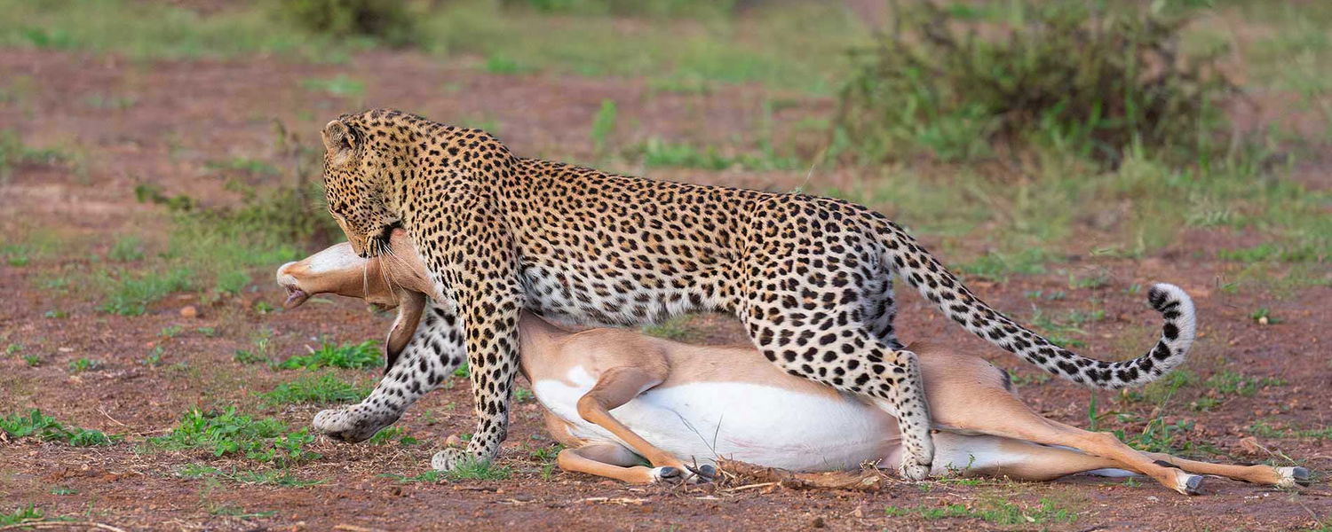 Botswana Mobile Safari