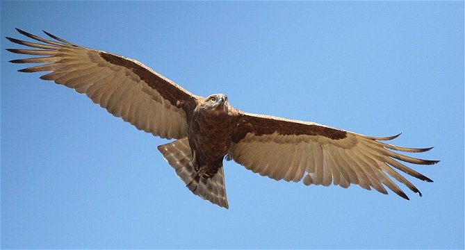 Brown Snake Eagle in flight. 