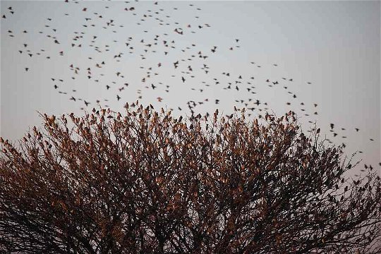 Red-billed Quelea approaching mass roosting site, Limpopo Province. 