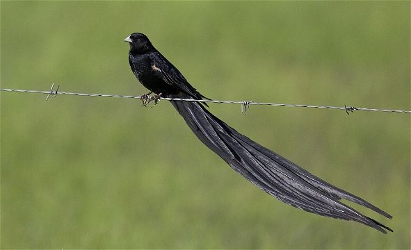 The impressive tail of the Long-tailed Widowbird. 