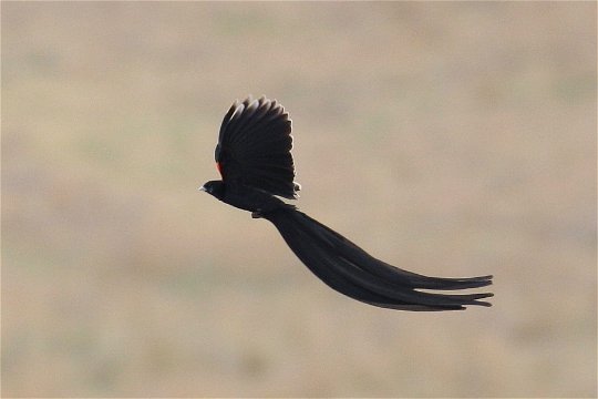 Long-tailed Widowbird display flight. 