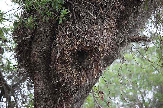 Hamerkop nest showing entrance hole. 