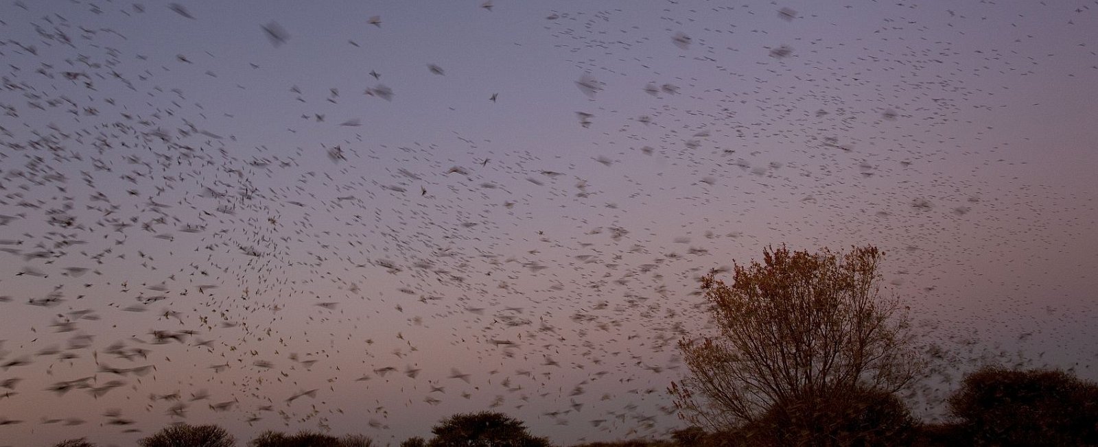 Red-billed Queleas coming in to roost at last light.