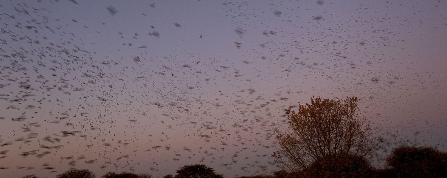 Red-billed Queleas coming in to roost at last light.