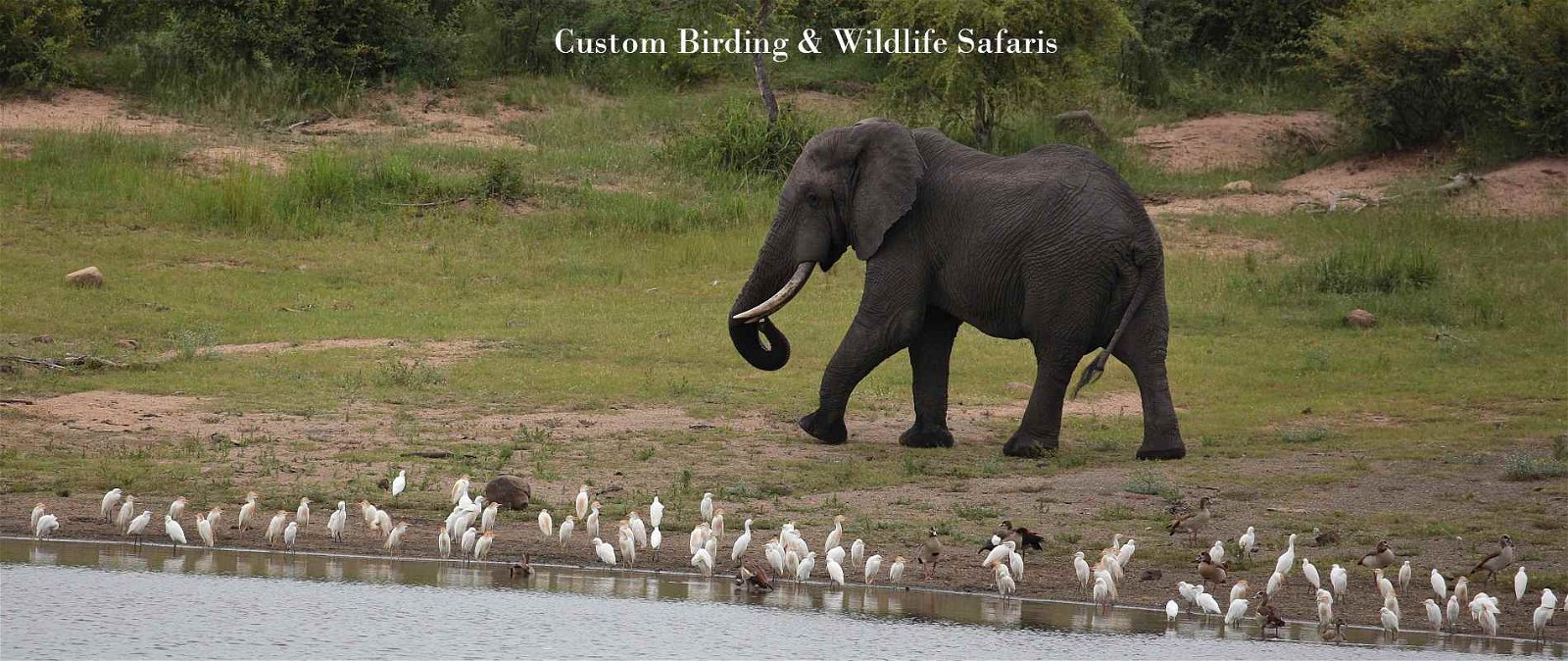 Custom Birding & Wildlife Safaris, Trips & Tours in Southern & Eastern Africa