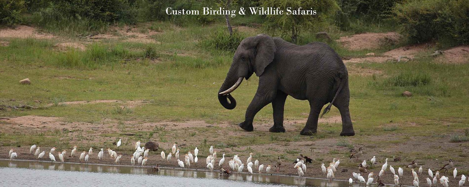 Custom Birding & Wildlife Safaris, Trips & Tours in Southern & Eastern Africa