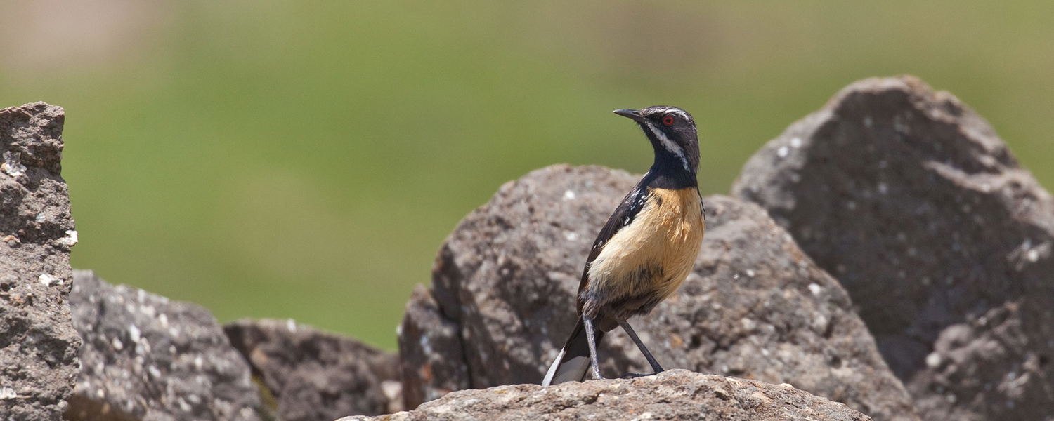 Small-group Safaris
