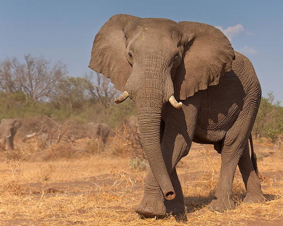 April 2027: Botswana: Maun to Chobe Mobile Safari