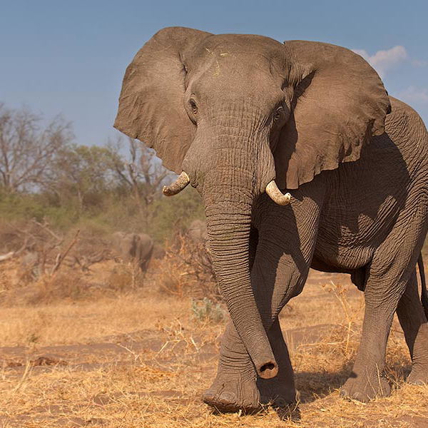 Elephant, Botswana. Elephant, Botswana.