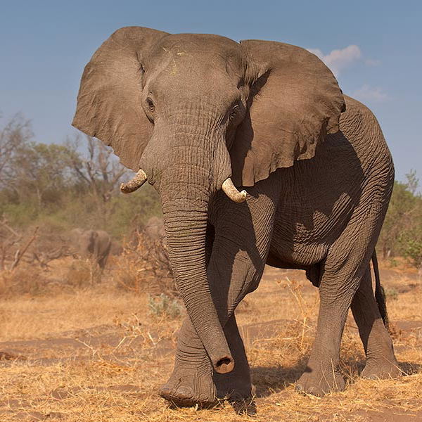 Elephant, Botswana. Elephant, Botswana.