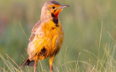 Cape Longclaw, Wakkerstroom