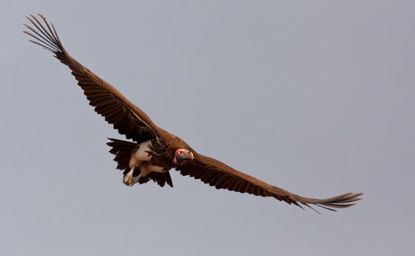 Lappet-faced Vulture in flight Lappet-faced Vulture in flight