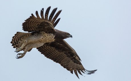 Martial Eagle, Kruger National Park