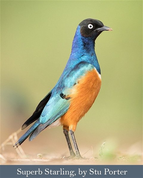 Superb Starling, Kenya