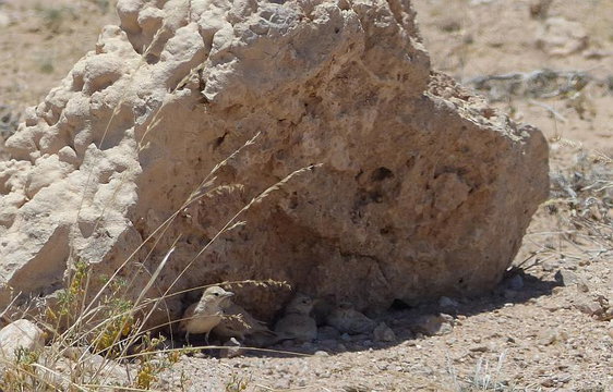 Gray's Larks seeking respite from the heat in the Namib Desert. Photo by Kate Wilson. Gray's Larks seeking respite from the heat in the Namib Desert. Photo by Kate Wilson.
