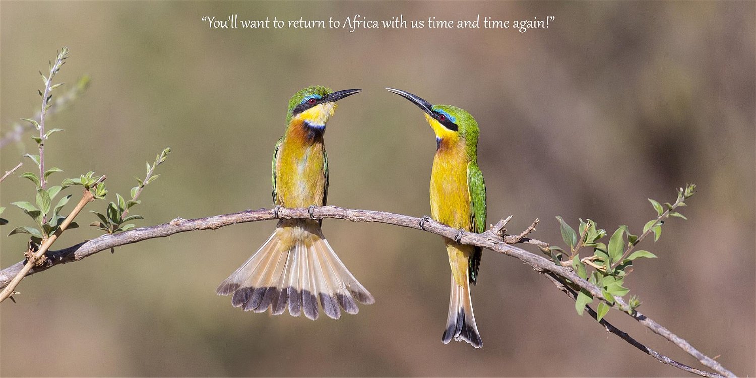 Birding and Wildlife Safaris, Trips and Tours in Africa